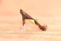 Caloptilia fidella