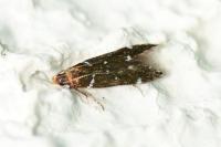 Argolamprotes micella