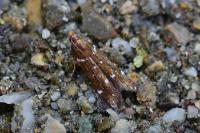 Argolamprotes micella