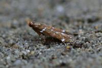 Argolamprotes micella