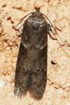 Blastobasis glandulella