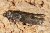 Blastobasis glandulella