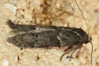 Blastobasis glandulella