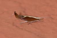 Ypsolopha dentella