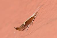 Ypsolopha dentella