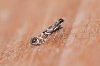Parectopa ononidis