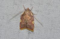 Carcina quercana