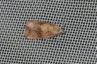 Celypha striana