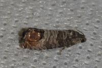 Cydia pomonella