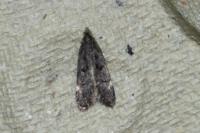 Dichomeris alacella