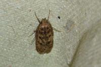 Hofmannophila pseudospretella