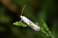 Yponomeuta irrorella