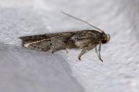 Blastobasis