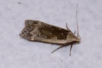 Anacampsis