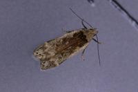 Anacampsis