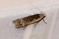 Anacampsis