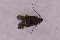 Dichomeris alacella