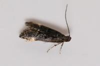 Dichomeris alacella
