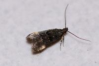 Dichomeris alacella