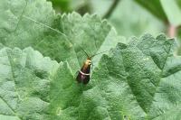Adela australis