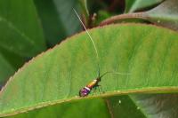 Adela australis