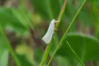 Elachista argentella