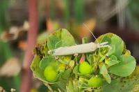 Pleurota