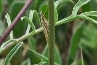 Pleurota