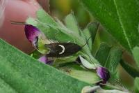 Grapholita lunulana
