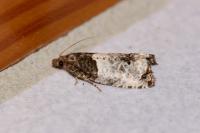 Notocelia roborana