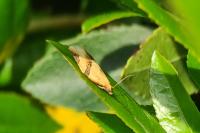 Clepsis consimilana