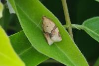 Clepsis consimilana
