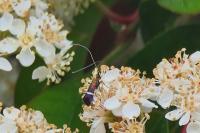 Adela australis