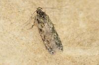 Gelechia muscosella