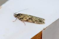 Gelechia muscosella