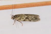 Gelechia muscosella