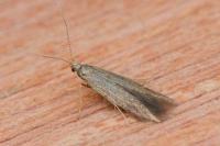 Coleophora