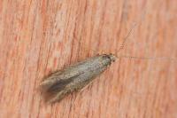 Coleophora