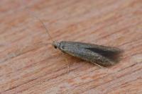 Coleophora