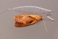 Phtheochroa inopiana