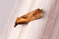Phtheochroa inopiana