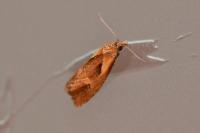 Phtheochroa inopiana