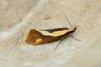 Harpella forficella