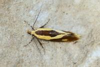 Harpella forficella