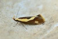 Harpella forficella