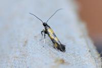 Euspilapteryx auroguttella