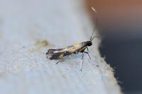 Euspilapteryx auroguttella