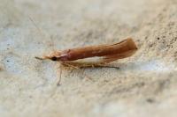 Ypsolopha parenthesella