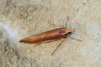 Ypsolopha parenthesella