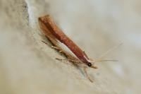 Ypsolopha parenthesella